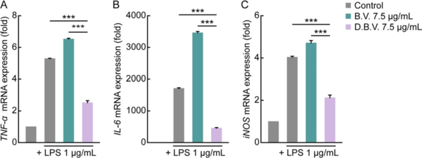 ◇Quantitative RT-PCR을 통한 염증 완화 효과 비교. 기존 봉독보다 염증성 사이토카인 TNF-α, IL-6, iNOS 의 발현 억제 효과가 현저하다.